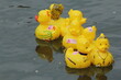Entenrennen im Wasser Plastikenten im Fluss