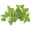 © Natika - Oregano or marjoram leaves isolated on white background cutout