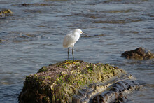 An Egret On A Rock In The Water At A California Ocean Beach