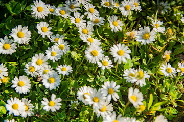 Wall Mural - field of chamomile flowers close-up background