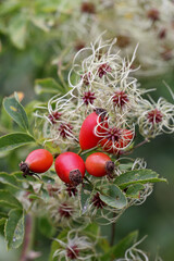 Rose Hip