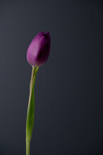 Single Purple Tulip Not Bloomed On A Grey Background