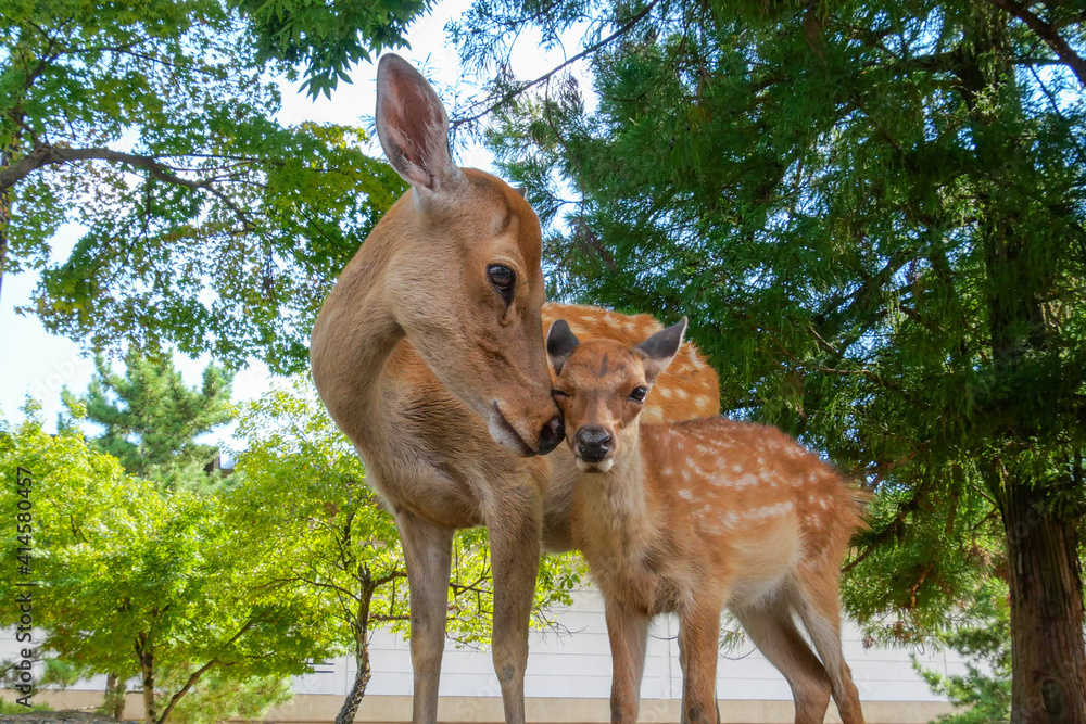愛情あふれる 親子 鹿