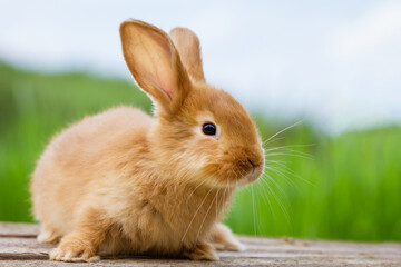 Wall Mural - fluffy funny ginger rabbit on a background of green nature,