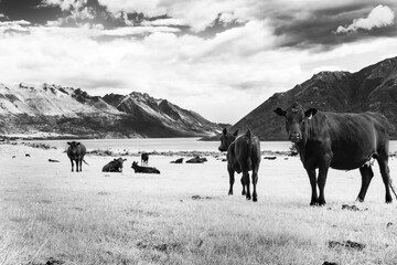 Poster - Black cow and herd in paddock beside lake surrounded by scenic mountains.