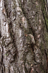 Wall Mural - texture background of the surface of the tree trunk with rough and cracked barks