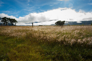 Canvas Print - Dramatic landscape across wind affected fields with long grass and distant trees