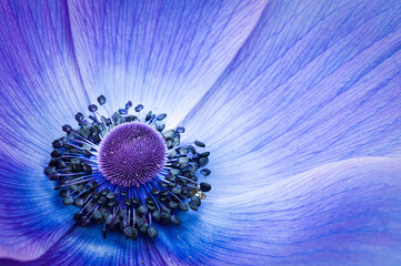 flower macro