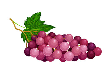 Poster - Round Lying Berry Cluster of Purple Grape Vector Illustration