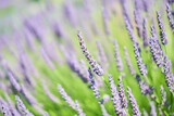 Fototapeta Lawenda - Lavender field in Yorkshire, UK