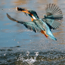 Hunting Kingfisher Bird With Fish
