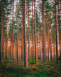 © Tuomas Lahtinen - Sunset glow in pine forest in Finland