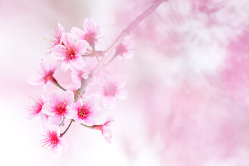 Wild Himalayan Cherry at Phu Lom Lo  Northern Thailand