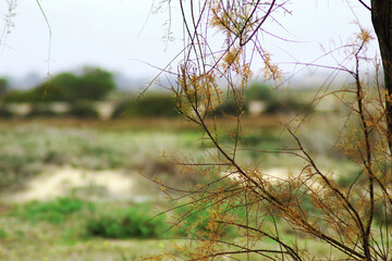  Ramas con rocío vegetación costera