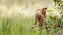 Red Young Fox Cub. Vulpes Vulpes