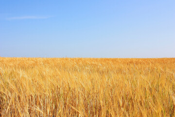 Golden ears of wheat on the field