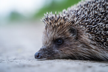 Wall Mural - Hedgehog, wild animal with cute nose close up.