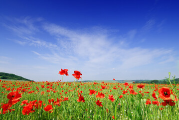 Wall Mural - idyllic view, fields of red poppies