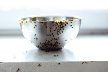 Black ants on the plate. Background texture.