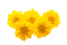 Coreopsis Flower Isolated