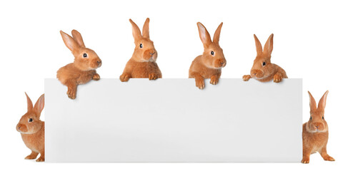 Wall Mural - Cute funny bunnies peeking out of blank banner, space for text. Easter symbol