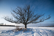 Wide Branches Oak Tree In White Snow Field, Padure, Latvia.