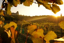 Picture of Czech vineyards in Pálava region at sunrise, framed by vine leaves