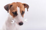 Fototapeta Zwierzęta - Jack russell terrier dog holds a wrench in his mouth on a white background. Copy space