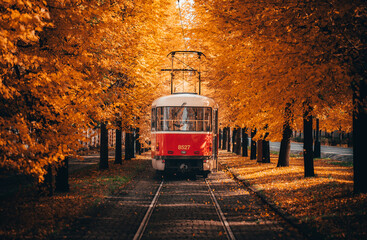 Tram passing through corridor of orange leaves