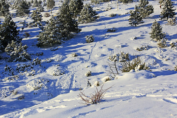 Wall Mural - hiver et la neige