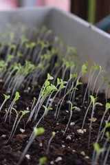 Wall Mural - Lettuce Plant Sprouts