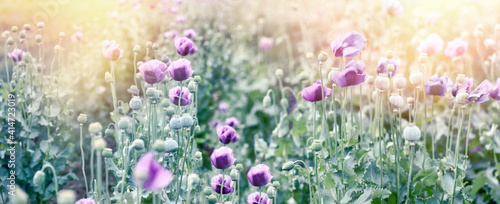 Poppy flower, flowering purple poppy flower in agricultural field, beautiful flower lit by sunset sunlight © lola1960