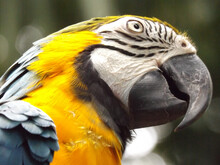 Selective Focus Shot Of A Colorful Macaw Parrot