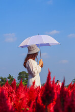 A Woman In A Vintage Dress, Wearing A Hat And Holding A White Umbrella, Walks Alone In The Morning In The Beautiful Red Flower Garden Looking For Her Lover. The Concept Of Loneliness Of A Young Woman