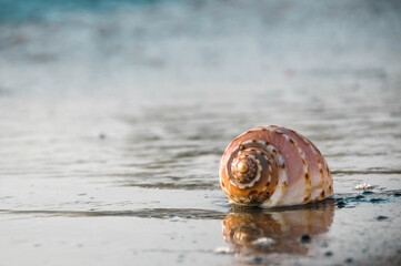 snail on the sand