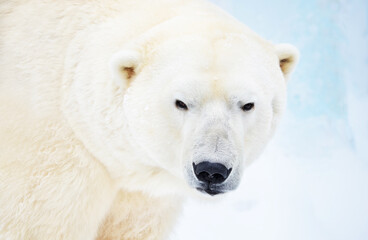 Wall Mural - white polar bear