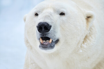 Wall Mural - polar bear close up