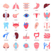 Human organs icon set in flat style