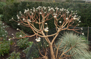 Wall Mural - Winter Flower Heads of a Deciduous Paperbush Shrub (Edgeworthia chrysantha 'Grandiflora') Growing in a Garden in Rural Devon, England, UK