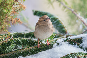 Sparrow perched on a branch in the snow