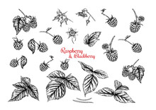 Raspberry And Blackberry. Ripe Berries On Branch. Clip Art, Set Of Elements For Design Graphic Drawing, Engraving Style. Vector Illustration..