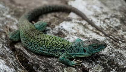 clouseup of an ocellated lizard in the zoo