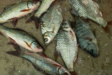 Canvas Print - Puntius terio or Onespot barb and Tilapia that are mainly freshwater