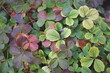 © MAVIC - TEXTURA VERDE.  FOLLAJE DE HOJAS VERDES. NATURAL. VEGETACIÓN.