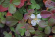 © MAVIC - TEXTURA VERDE.  FOLLAJE DE HOJAS VERDES. NATURAL. VEGETACIÓN. CON UNA PEQUEÑA FLOR DE COLOR BLANCO.