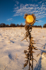 Poster - Thistle - Cirsium decussatum Janka