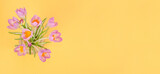 Fototapeta Kwiaty - card background banner for spring holidays, bouquet of delicate lilac primroses on a yellow background, with copy space
