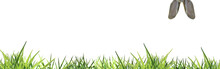 Easter Bunny Ears Peeping Headlong To Green Grass Isolated On White Banner - Copy Space