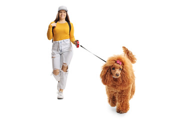 Poster - Full length portrait of a female student walking towards camera with a groomed red poodle dog