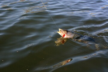 Wall Mural - 
Summer fishing, pike fishing, spinning on the lake 